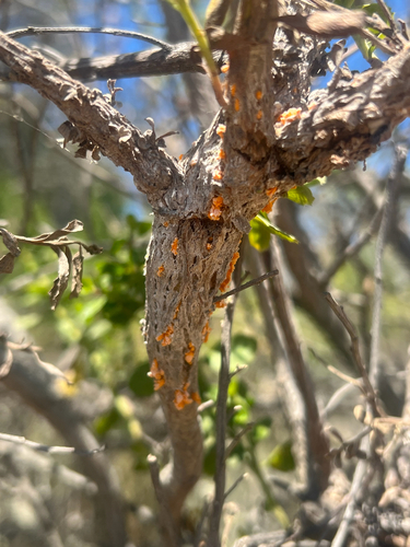iNaturalist observation photo of coyote brush rust