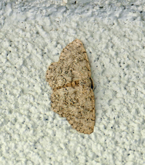 Hypomecis umbrosaria