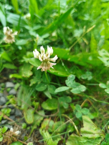 white clover