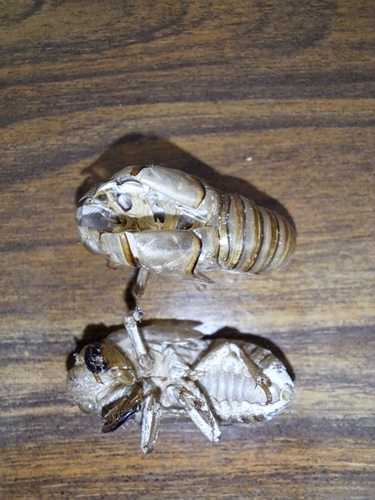 Red Cicada