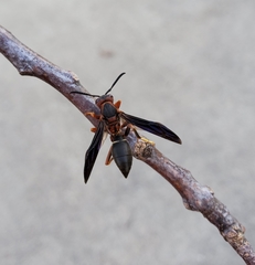 Polistes parametricus