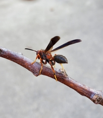 Polistes parametricus