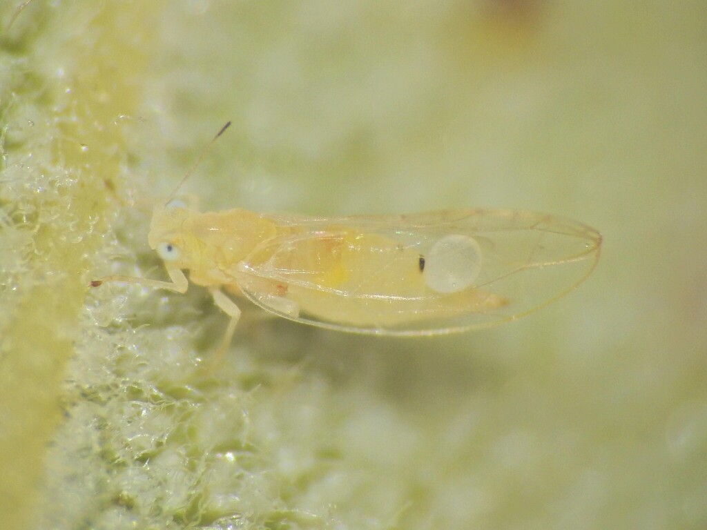 Trioza banksiae