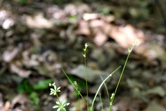 Carex texensis