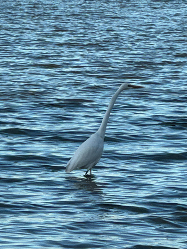 Great Egret