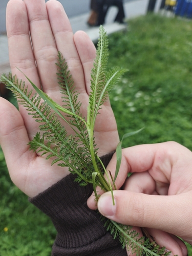 common yarrow