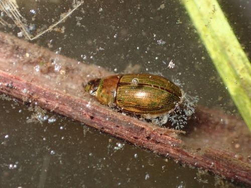 Helochares punctatus