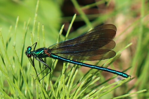 Beautiful Demoiselle