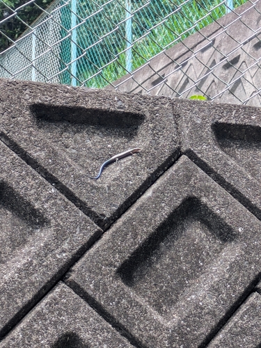 Japanese Skink