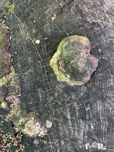 Pilze & Flechten