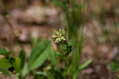 Trifolium carolinianum