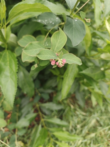 Common Snowberry