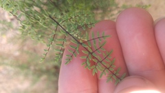 Pellaea mucronata mucronata