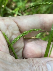 Carex gracillima