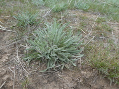 Erigeron pumilus