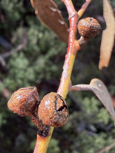 Eucalyptus dalrympleana observed 2026-06-11