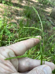 Carex gracillima