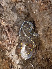 Ambystoma maculatum