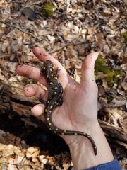 Ambystoma maculatum