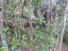 Coprosma macrocarpa minor