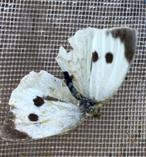 Large White