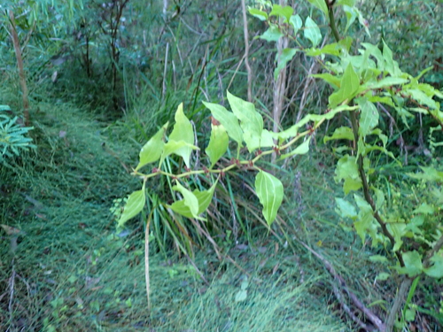 Acacia urophylla, photograph 6
