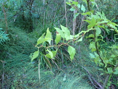 Acacia urophylla, photograph (c) Em Lamond, some rights reserved (CC BY)
