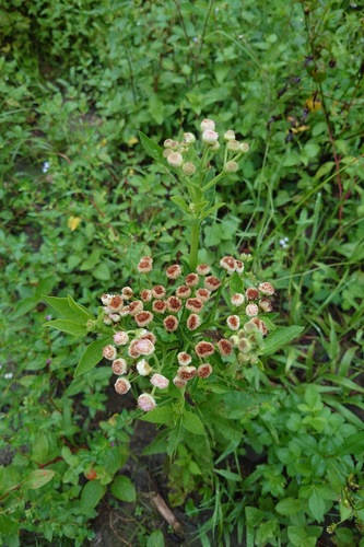 Pluchea sagittalis