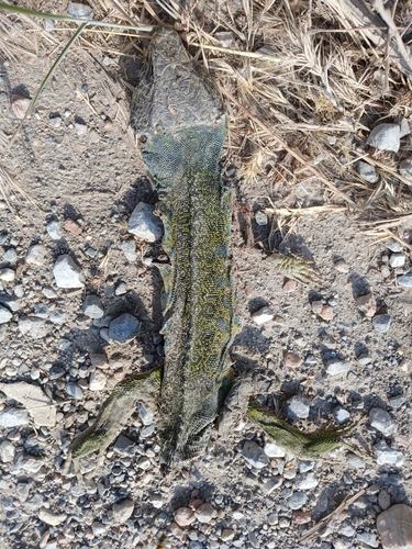 Ocellated Lizard
