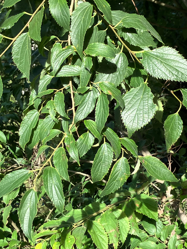 Nettle tree