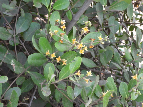 Avicennia officinalis observed 2026-06-11