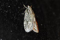 Semioscopis aurorella
