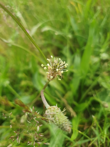 ribwort plantain