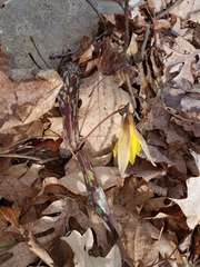 Erythronium americanum