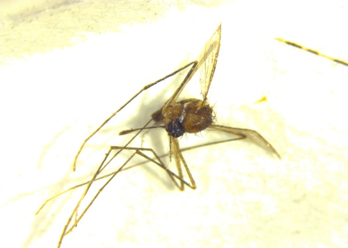 Uranotaenia lateralis