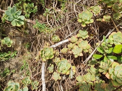 Aeonium haworthii