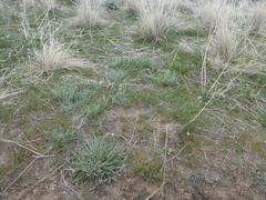 Erigeron pumilus