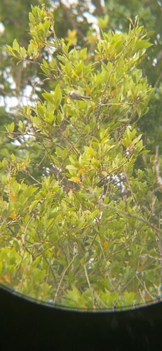 Eurasian Blue Tit