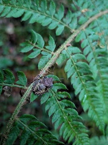 Forest Bug