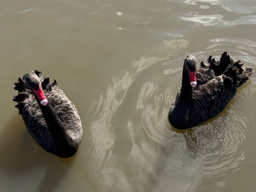 Black Swan