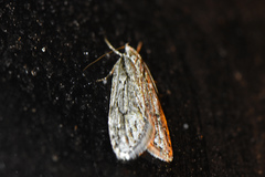 Semioscopis aurorella
