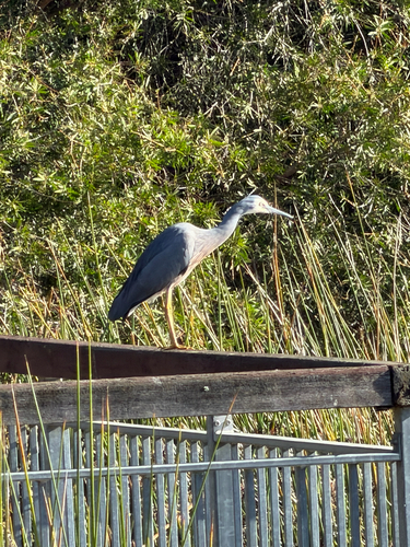 White-faced Heron