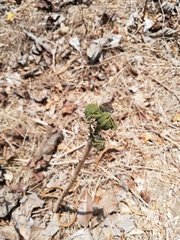 Roseodendron donnell-smithii