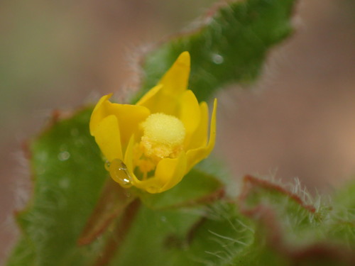 Image of Camissoniopsis hirtella by (c) George Williams, some rights reserved (CC BY)