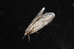 Semioscopis aurorella