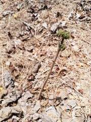 Roseodendron donnell-smithii