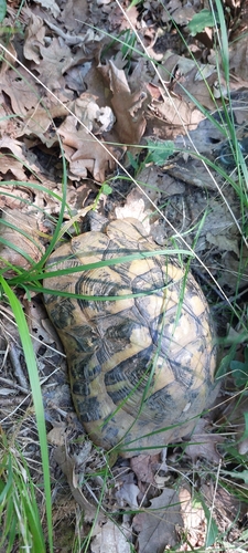 Hermann's Tortoise