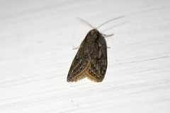 Semioscopis aurorella