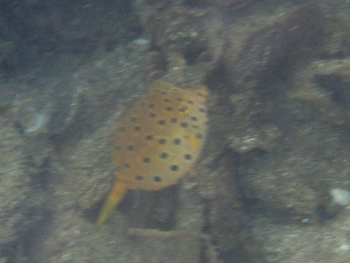 Yellow Boxfish