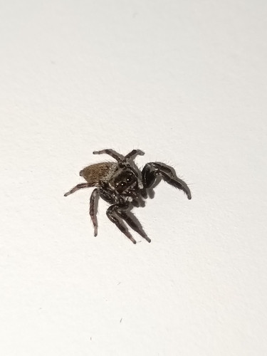 Mediterranean white-banded spider